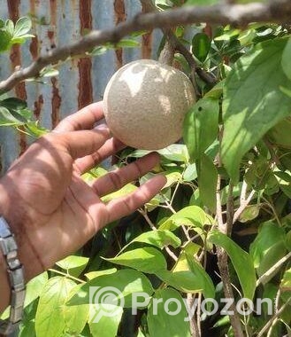 গাছ বিক্রি করা হবে