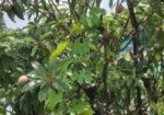 গাছ বিক্রি করা হবে