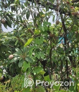 গাছ বিক্রি করা হবে