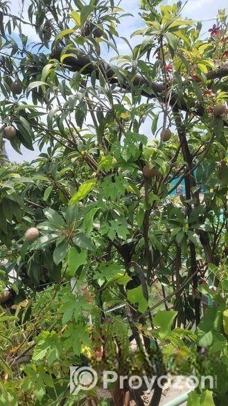 গাছ বিক্রি করা হবে