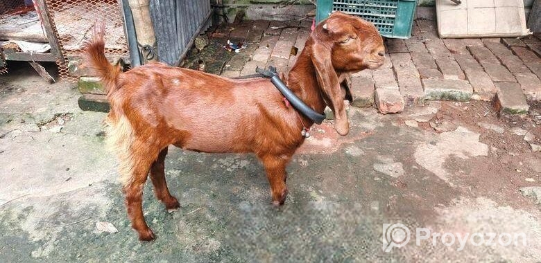 ছাগল বিক্রি
