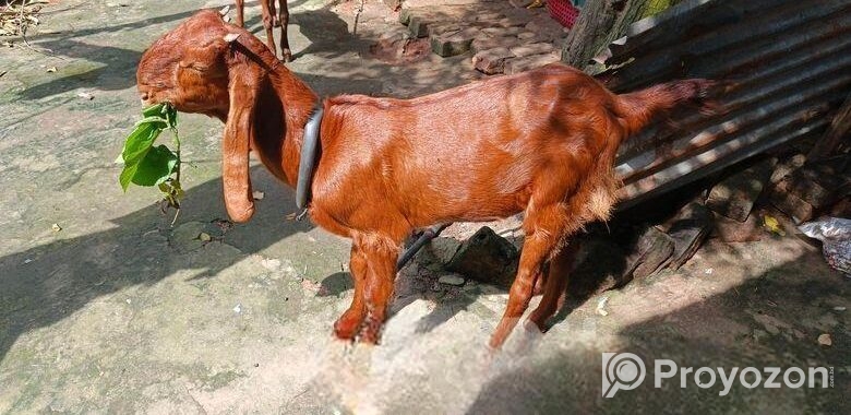 ছাগল বিক্রি