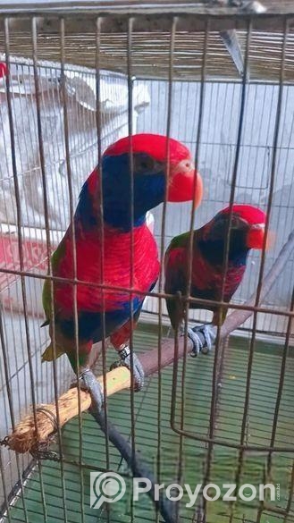 Red Cap Lorikeet Adult Pair