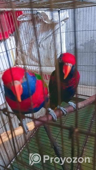 Red Cap Lorikeet Adult Pair