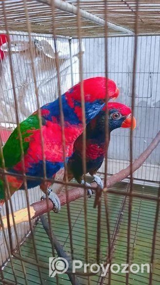 Red Cap Lorikeet Adult Pair