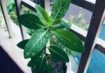 নয়নতারা