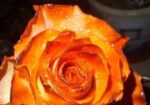 Rose Tree / গোলাপ গাছ
