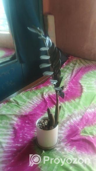 জেডজেড প্ল্যান্টের