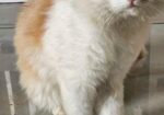 Persian Male Cat