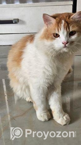 Persian Male Cat