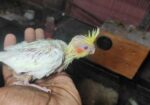 টেম সাইজ লুটিনো কোকাটেলের বেবি
