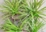 Spider Plant