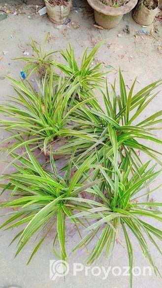 Spider Plant