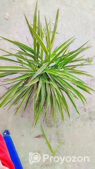 Spider Plant
