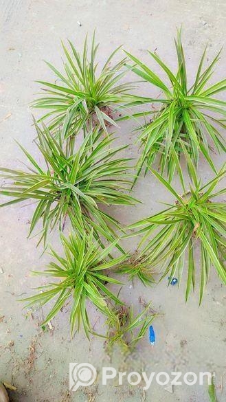 Spider Plant