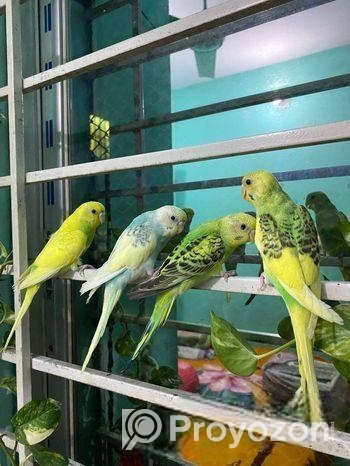 Budgerigar 4 Pices Adult