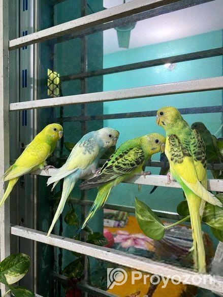 Budgerigar 4 Pices Adult