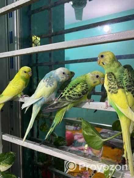 Budgerigar 4 Pices Adult