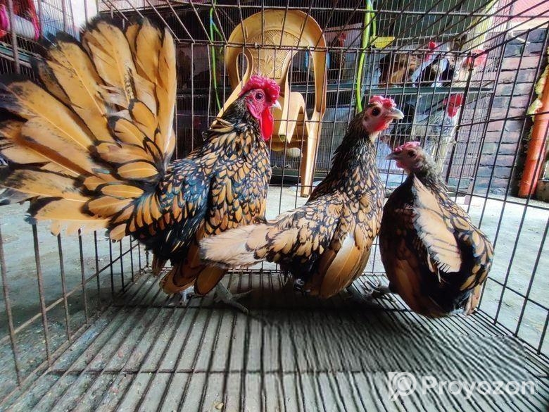 গোল্ডেন সেব্রাইট – Golden Sebright