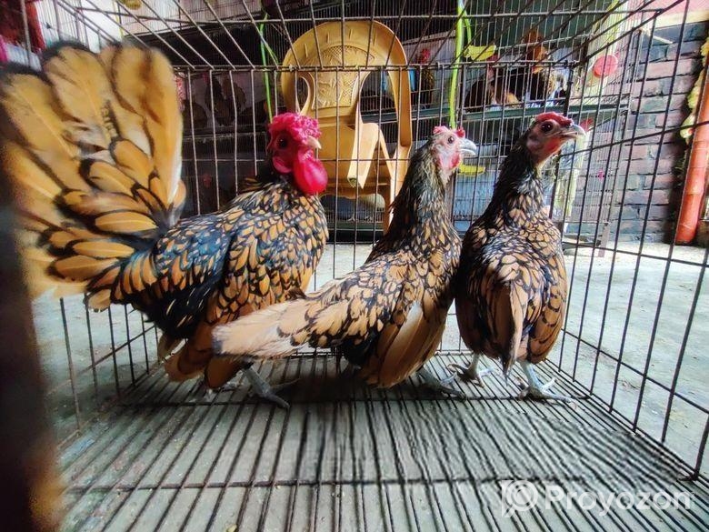 গোল্ডেন সেব্রাইট – Golden Sebright