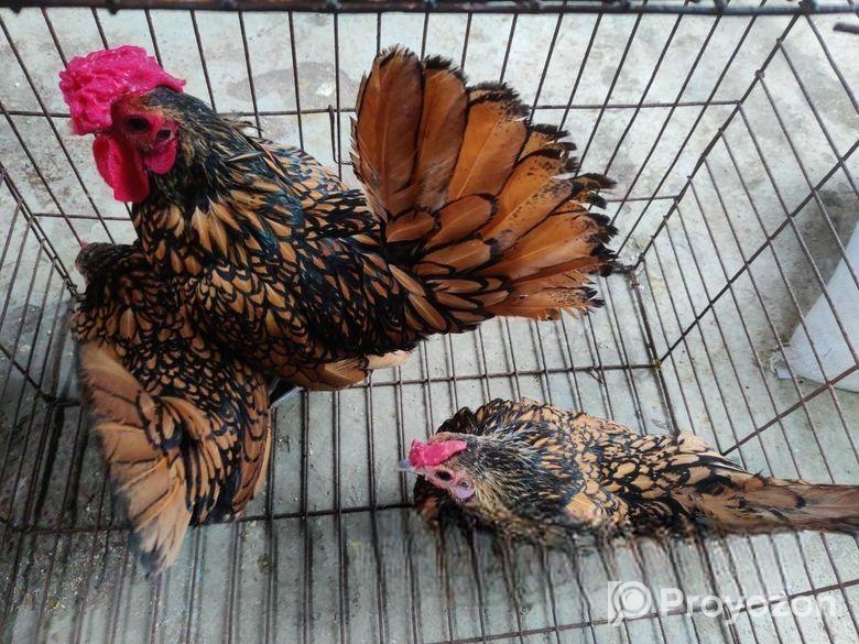 গোল্ডেন সেব্রাইট – Golden Sebright