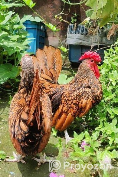 Golden Sebright – গোল্ডেন সেব্রাইট