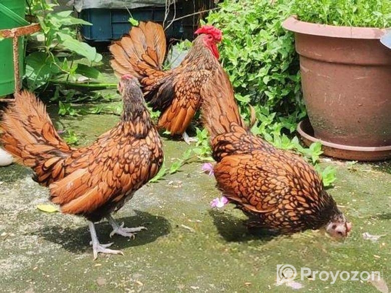 Golden Sebright – গোল্ডেন সেব্রাইট