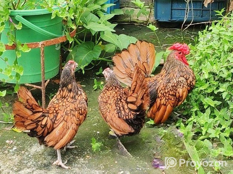 Golden Sebright – গোল্ডেন সেব্রাইট