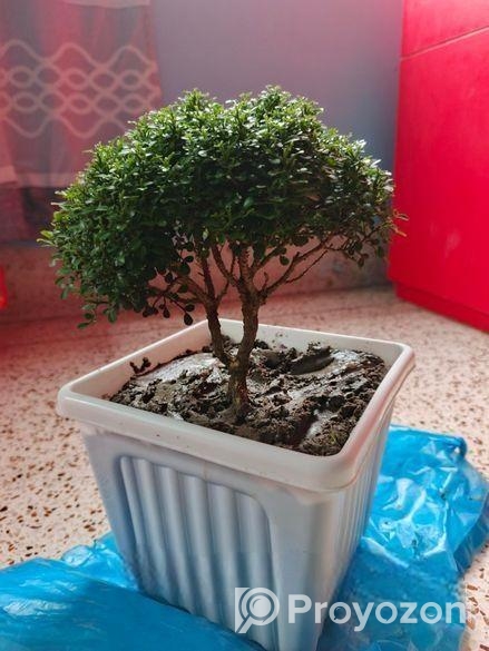 Tree sell