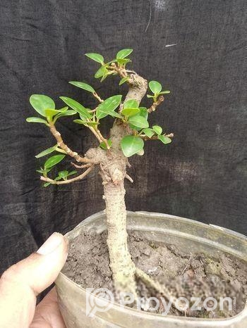 Bonsai