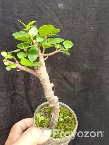 Bonsai