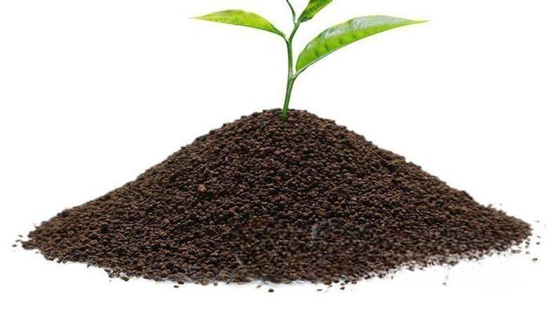 চা পাতা