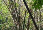 বাঁশ ( বিক্রি হবে ৫০ বা তার উপরে)