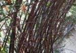 বাঁশ ( বিক্রি হবে ৫০ বা তার উপরে)