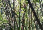 বাঁশ ( বিক্রি হবে ৫০ বা তার উপরে)