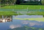 আমরা এখানে সাদা এবং কালো রঙের রাজহাঁস বিক্রি করছি