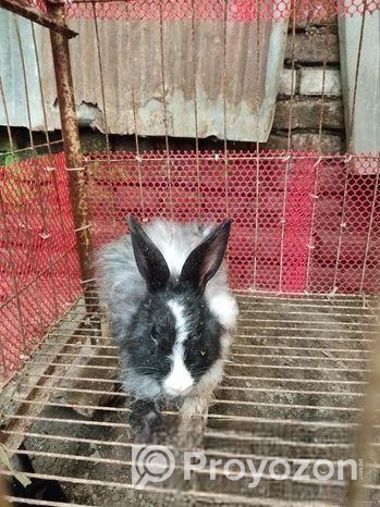 Belgium Rabbit