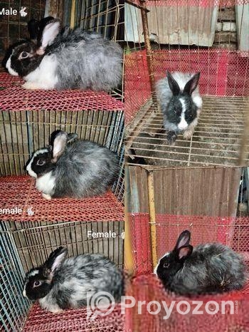 Belgium Rabbit
