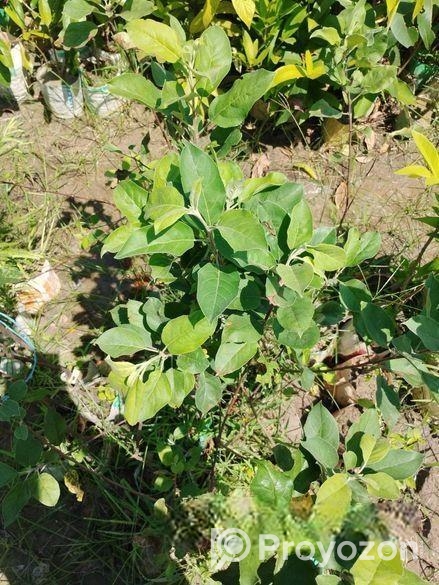 আপেল গাছ
