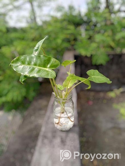 গাছ-গাছালি…..