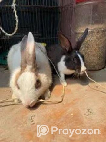 1 jora rabbit