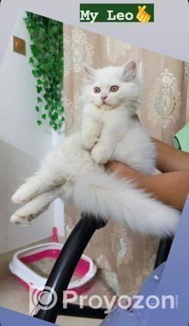 Persian Double Coat White Male