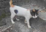 Mixbet cat