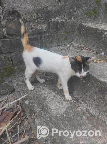 Mixbet cat