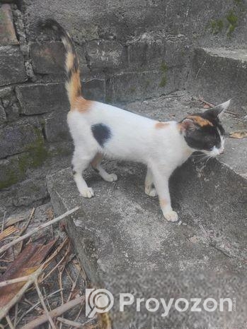 Mixbet cat