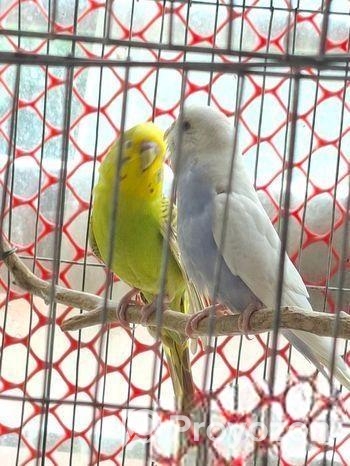 Budgerigar Bird