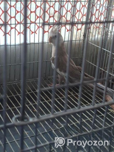 Cockatiel