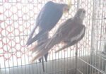 Cockatiel