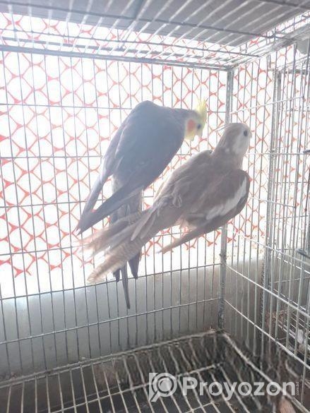 Cockatiel