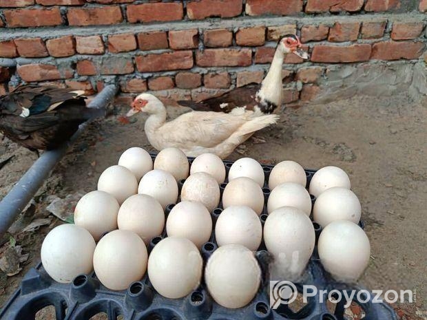 বিজ ডিম